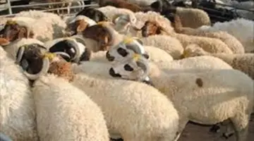 لو هتضحي بخروف.. اعرف الأسعار في الأسواق قبل ما تشتري